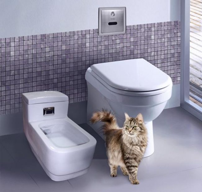 Banheiro automático para gatos