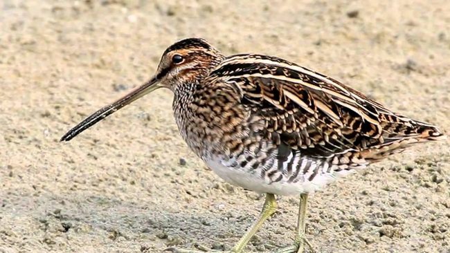 Snipe