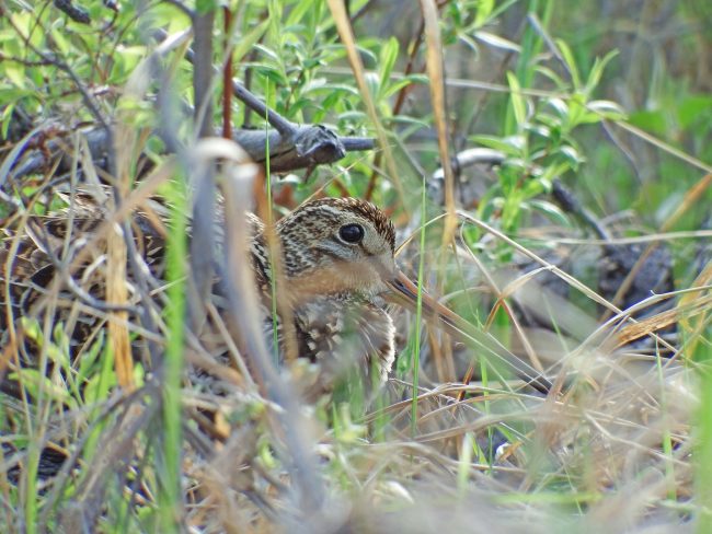 Snipe