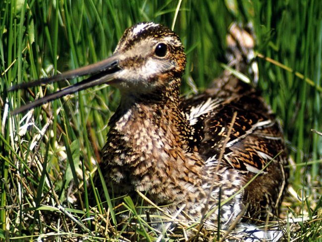 Snipe