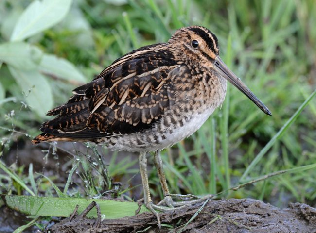 Snipe