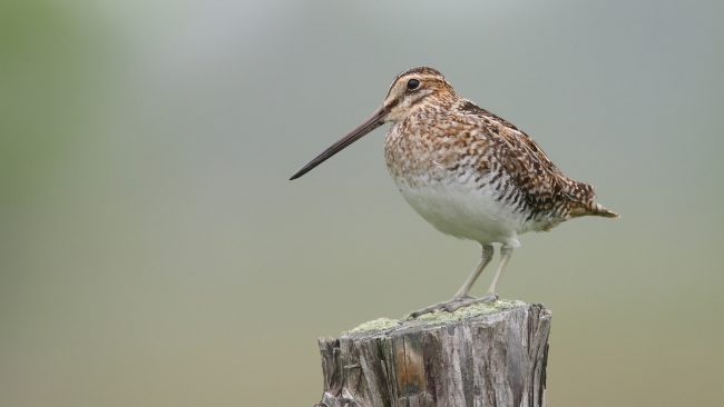 Snipe