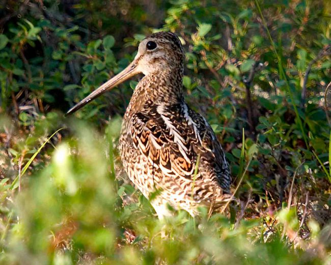 Snipe