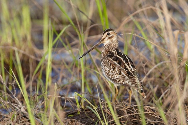 Snipe