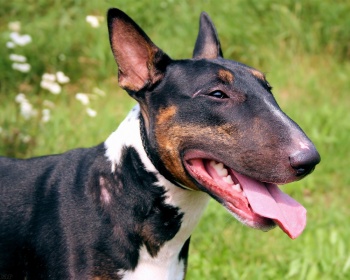 Bull terrier (bull) bull terrier, bull terrier inglês, valentão, gladiador