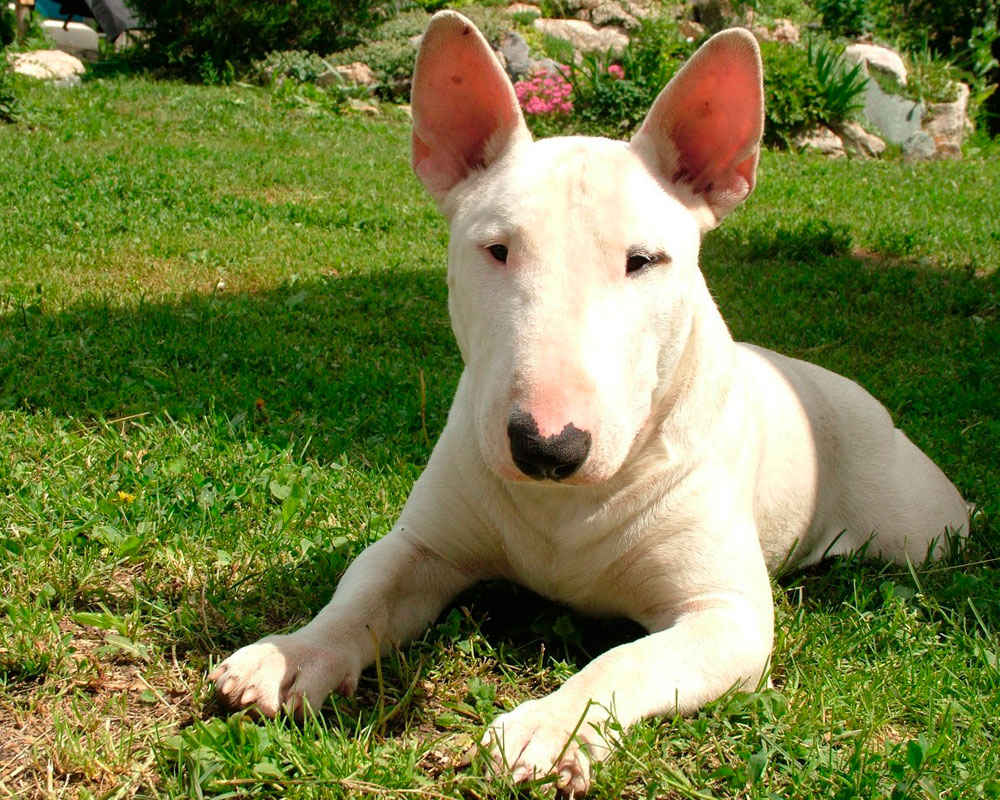 Inglês bull terrier - foto