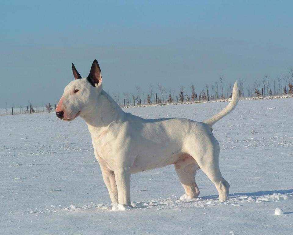 Bull Terrier branco - foto