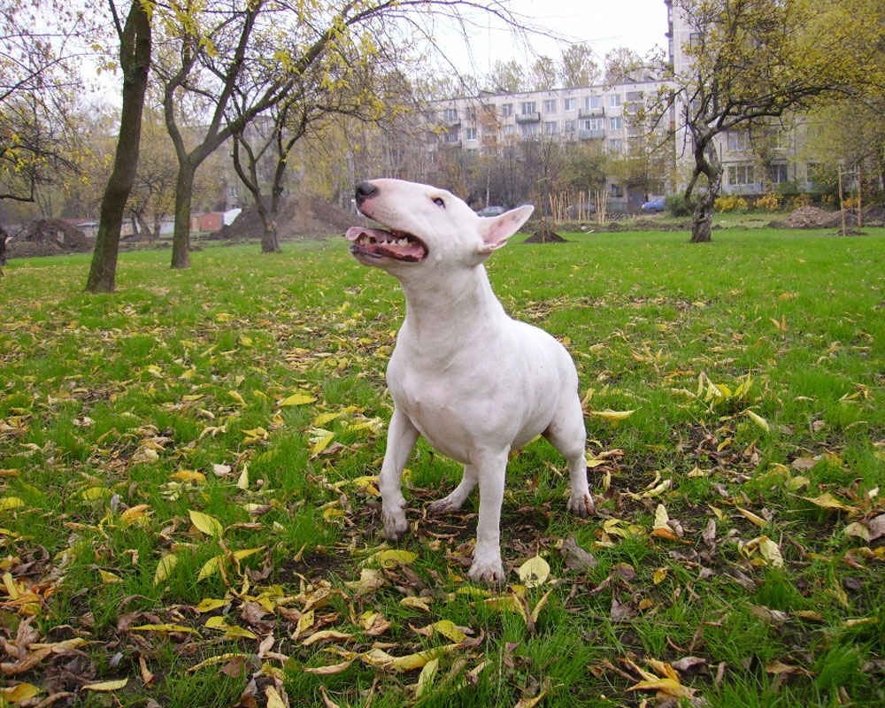 Bull Terrier - foto