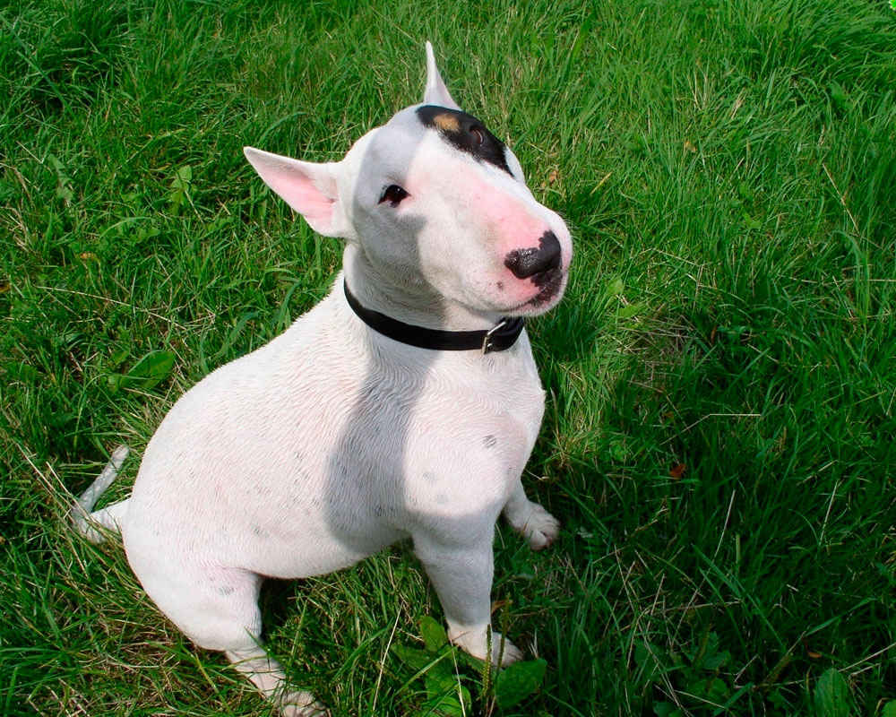 Bull Terrier - foto