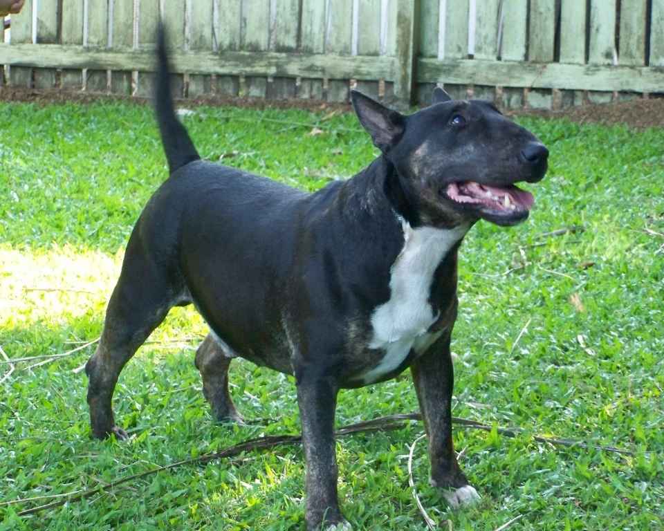 Bull Terrier de cor preta