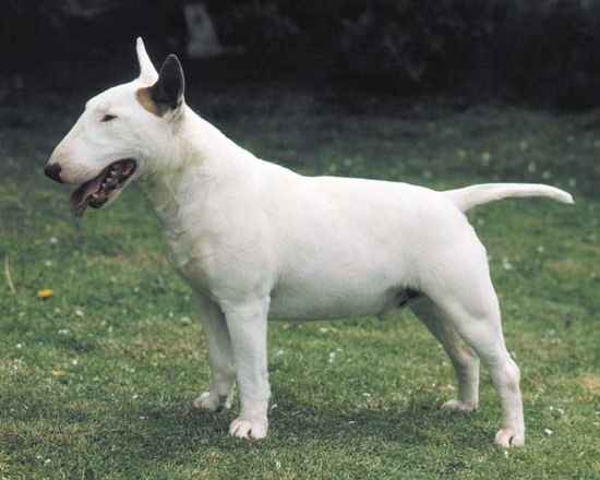 Bull