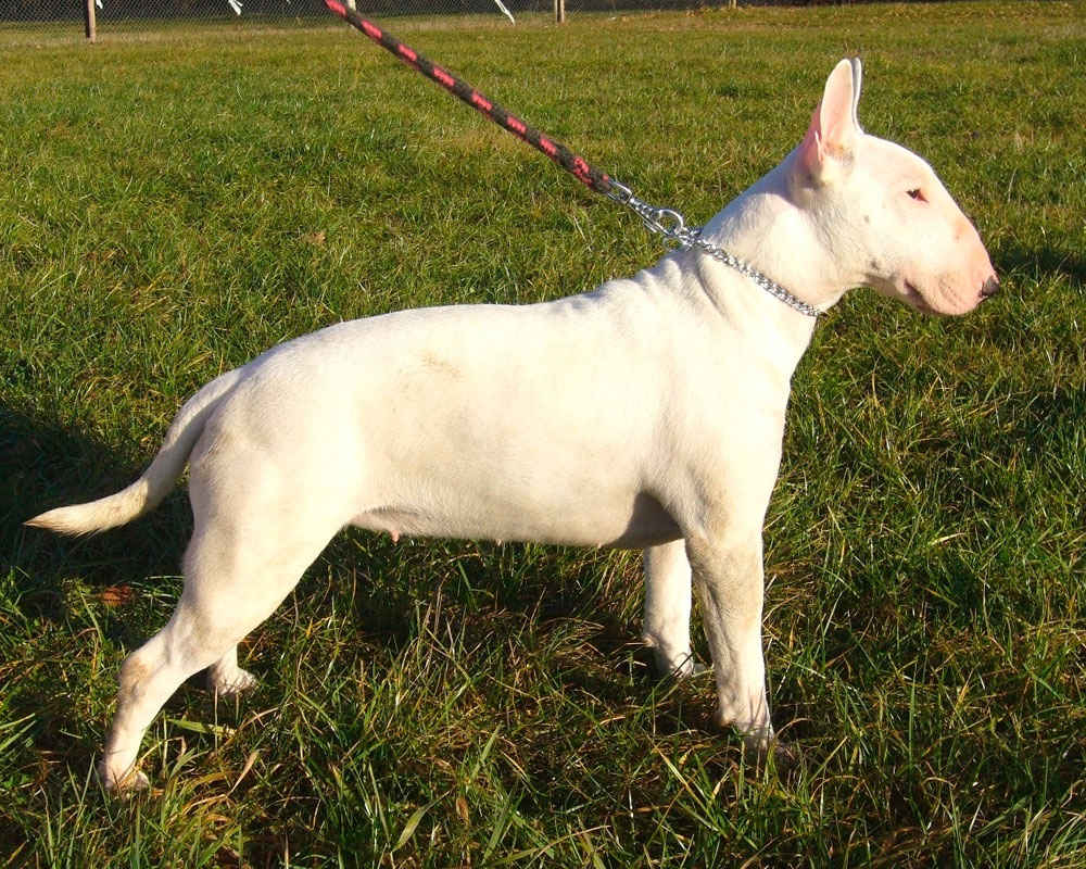 Bull Terrier - foto