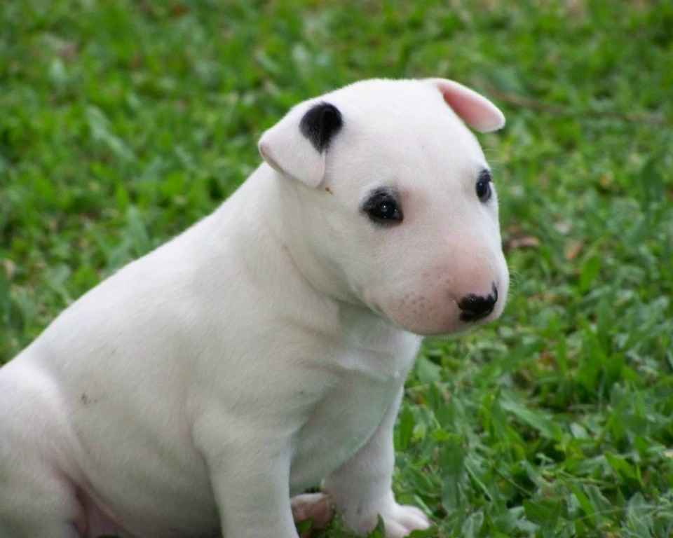 Filhote de cachorro bull terrier