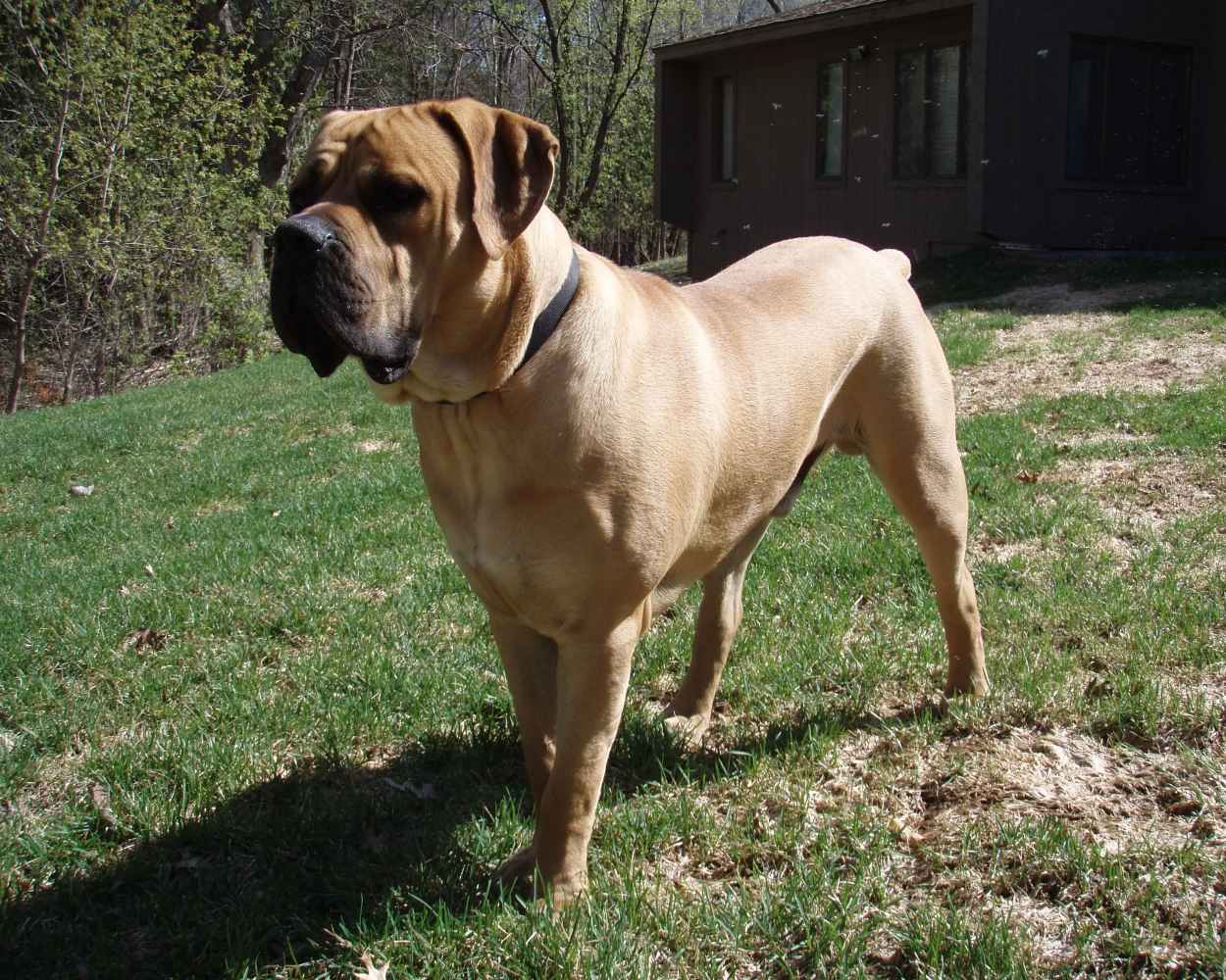 Boerboel da África do Sul - foto