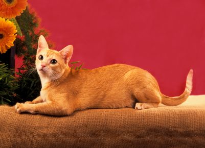 Gato do Ceilão