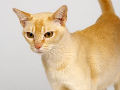 Gato do Ceilão