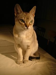 Gato do Ceilão