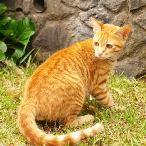 Gatinho de Ceilão