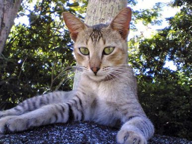 Gato do Ceilão