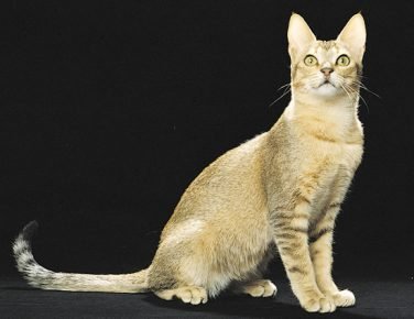 Gato do Ceilão