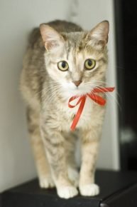 Gatinho de Ceilão