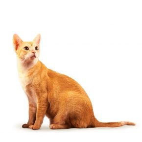 Gato da raça Ceilão