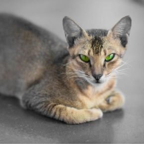 Olhos de um gato de Ceilão