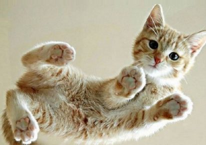 Raça de gatinho ceilão