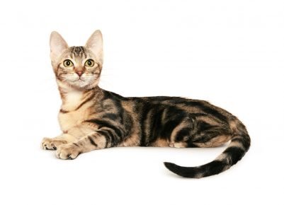 Gato de tartaruga de Ceilão
