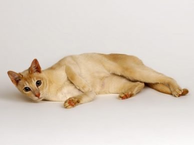 Gato do Ceilão