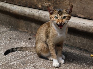 gato ceilão