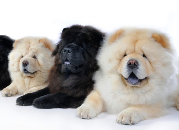 Como alimentar o chow chow, leia o artigo