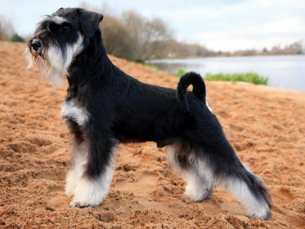 Como alimentar o schnauzer miniatura, leia o artigo