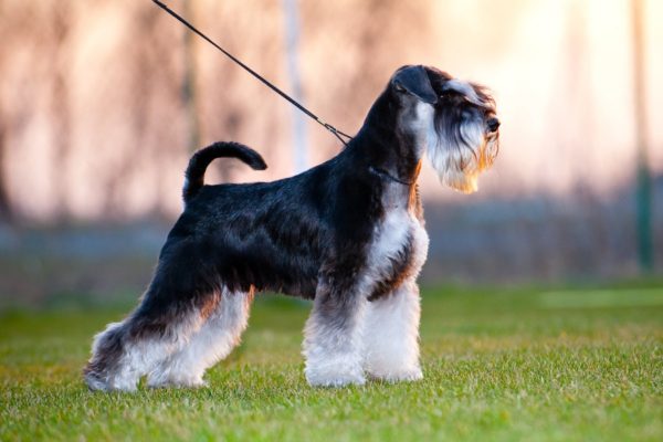 Como alimentar o schnauzer miniatura