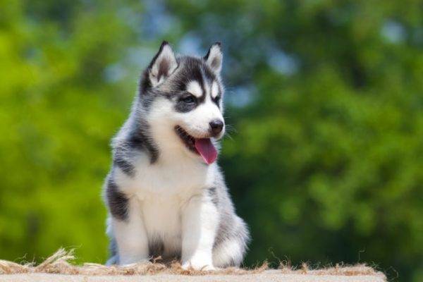 filhote de cachorro husky