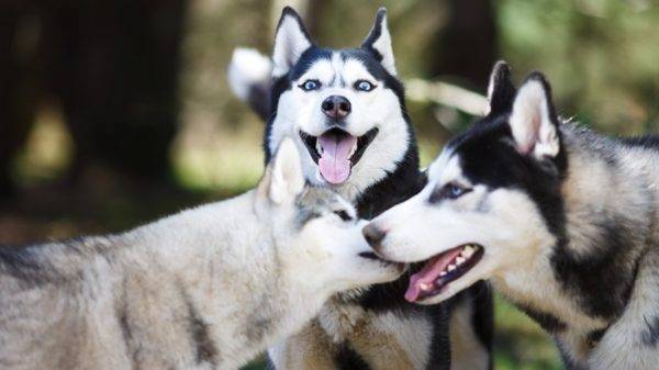 três huskies