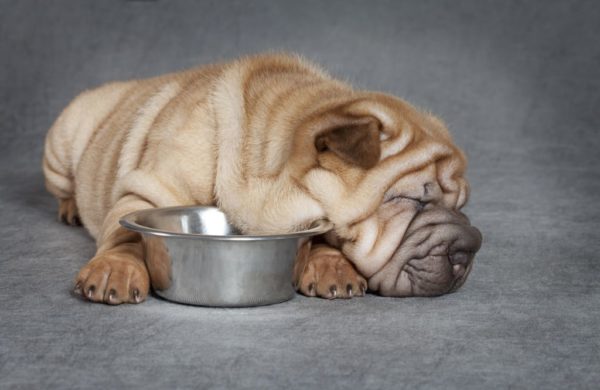 O que alimentar sharpei
