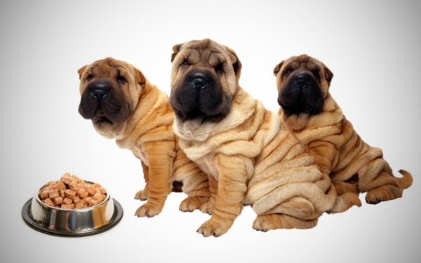 Como alimentar o sharpei, leia o artigo