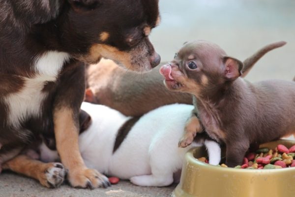 Cachorros fofos