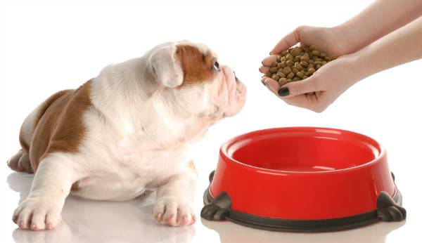 Cachorro com uma tigela vermelha