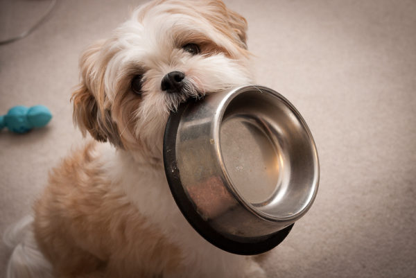 Como alimentar Shih Tzu