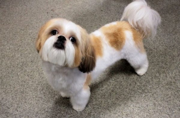 Como alimentar Shih Tzu, leia o artigo