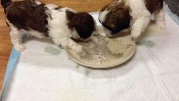 Shih Tzu come