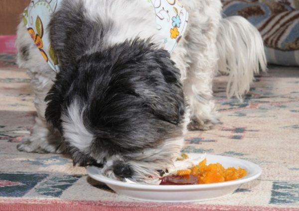Dieta Natural Shih Tzu