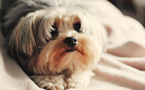 O melhor alimento seco para Shih Tzu