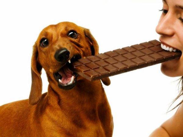 O cachorro não deve ser doce