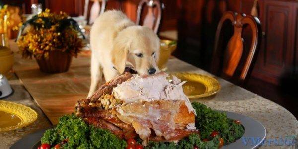 O que não pode alimentar um cachorro