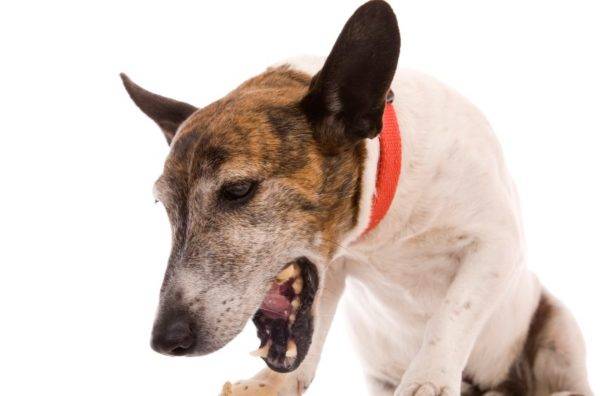 O que fazer se um cachorro tiver um osso preso