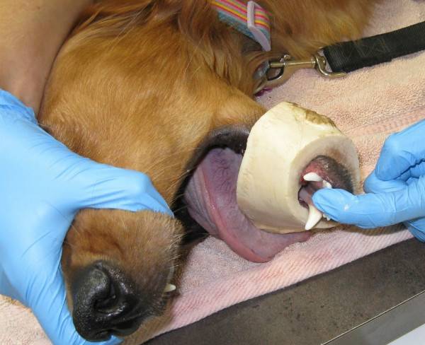 Como ajudar seu animal de estimação a retirar um osso