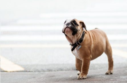 cachorro em uma coleira